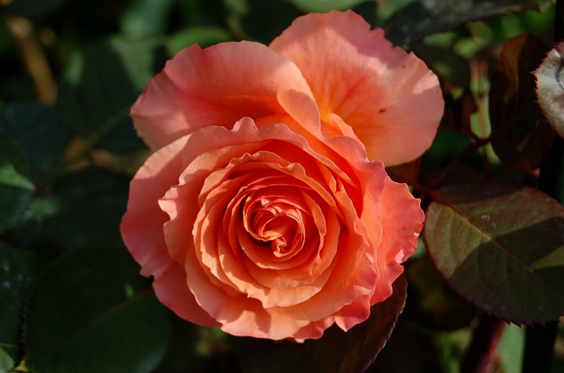 'Etrusca ®' rose photo