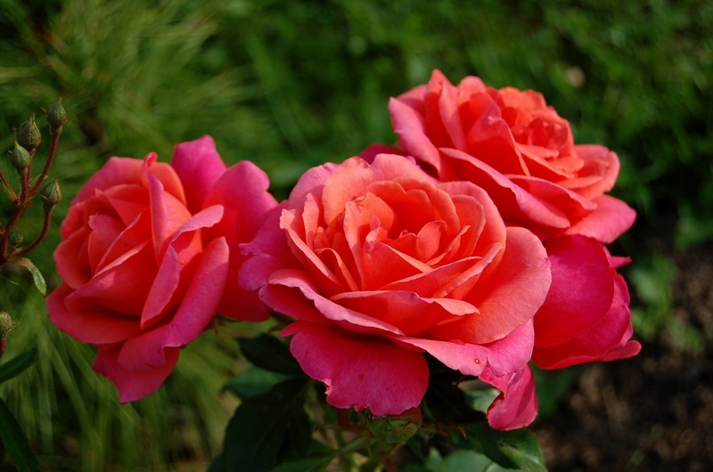 'Alexander's Issie' rose photo