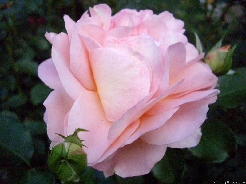 'Sangerhäuser Jubiläumsrose ® (floribunda, Kordes, 2003)' rose photo