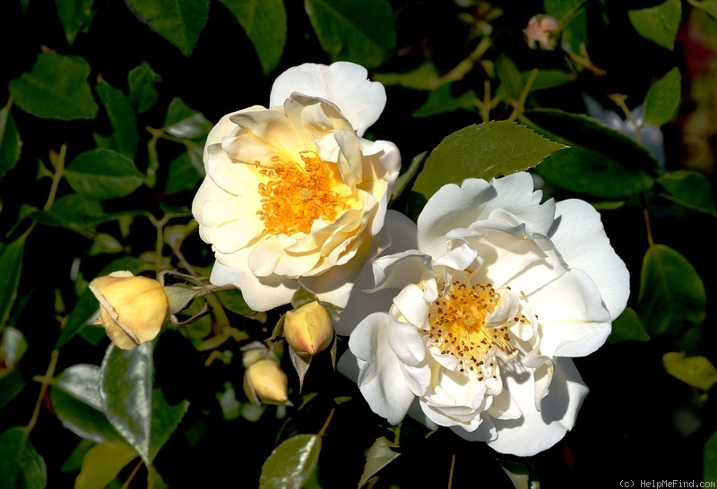 'City of York' rose photo