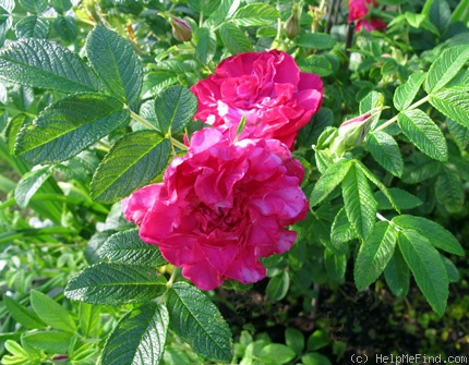 'Wild Mountain' rose photo