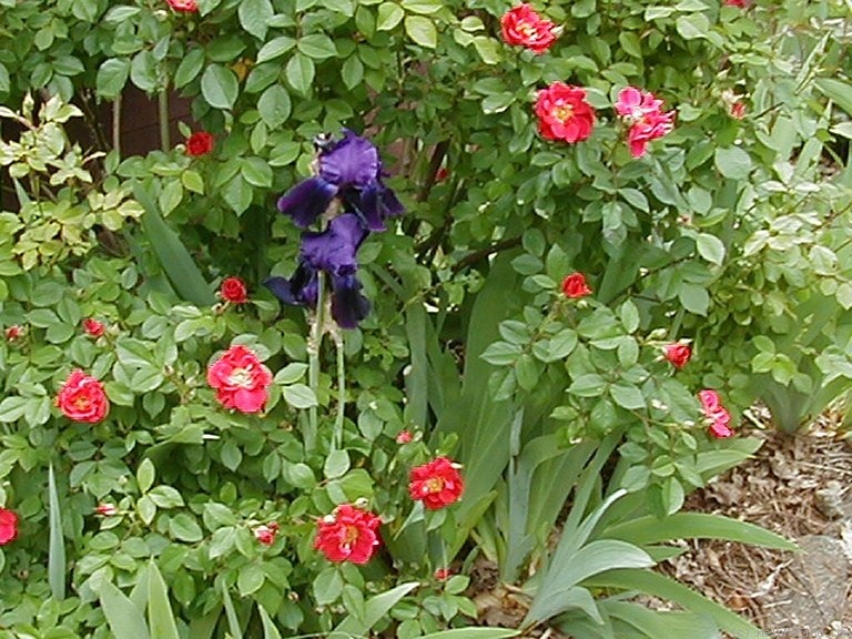'Lynnie (Shrub, Rupert, 2001)' rose photo