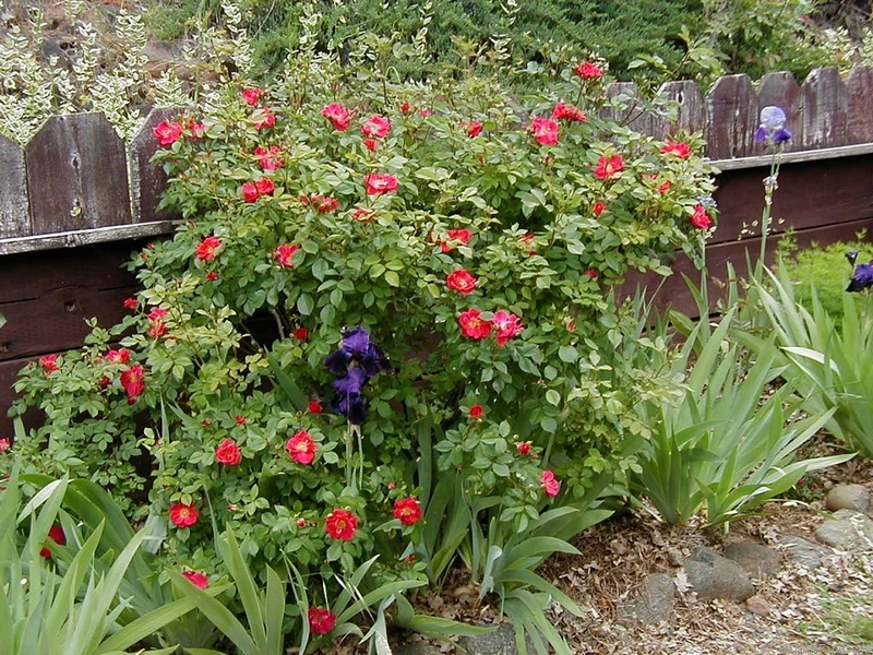 'Lynnie (Shrub, Rupert, 2001)' rose photo