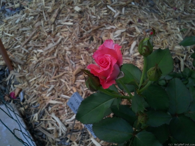 'First and Foremost' rose photo