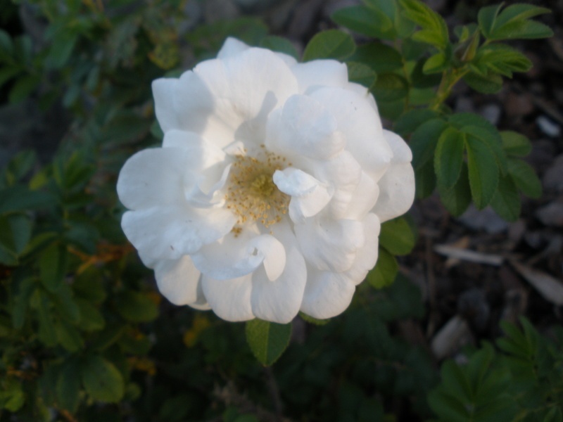 'Marie Bugnet' rose photo
