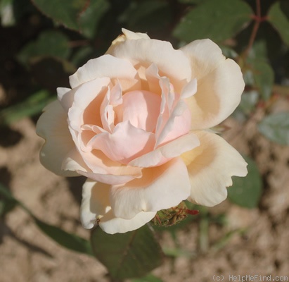 'Madame Ravary' rose photo