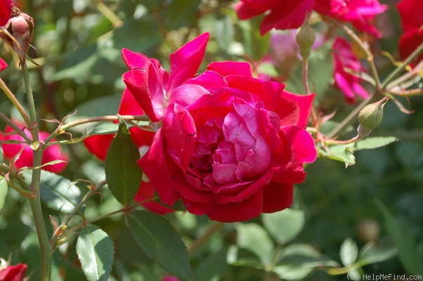 'Louis-Philippe ' Rose Photo