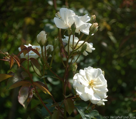 'Moonlight (hybrid musk, Pemberton 1913)' rose photo