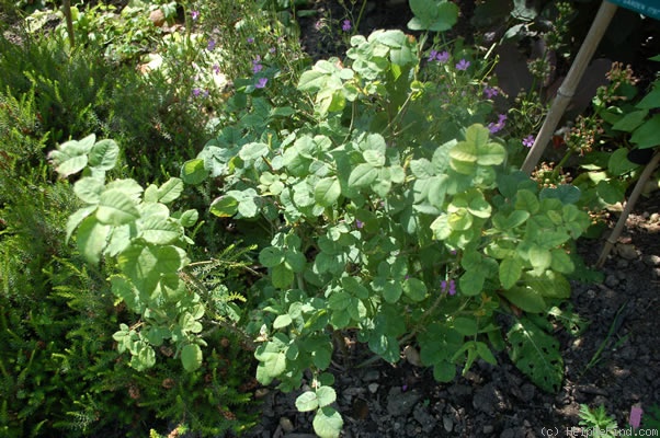 'Petite Cuisse de Nymphe' rose photo