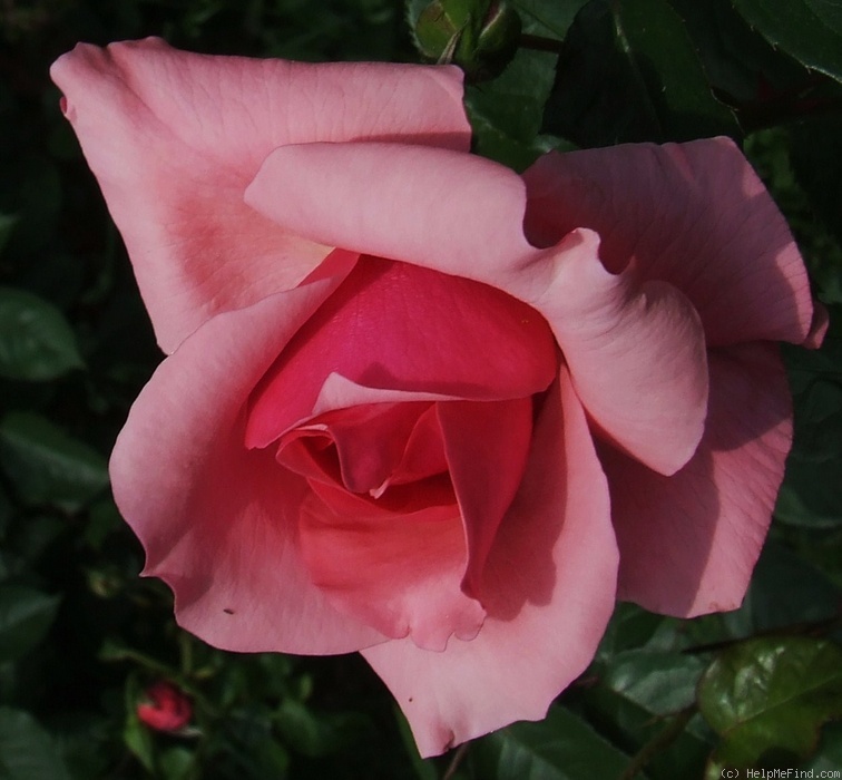 'Rosabunda' rose photo