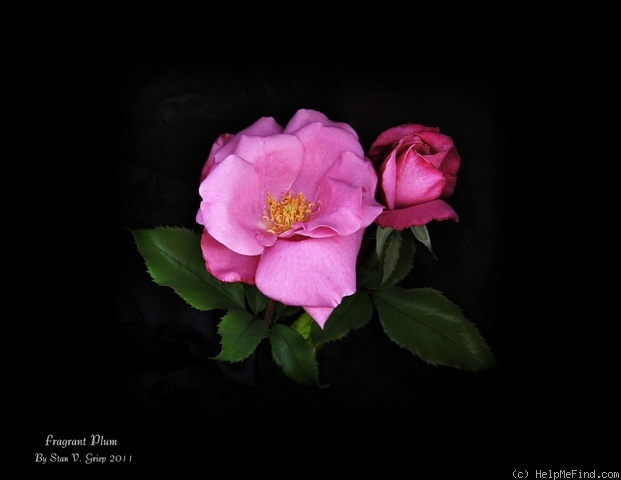 'Fragrant Plum (hybrid tea, Christensen before 1988)' rose photo