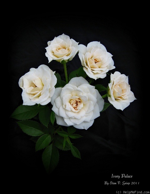 'Ivory Palace' rose photo