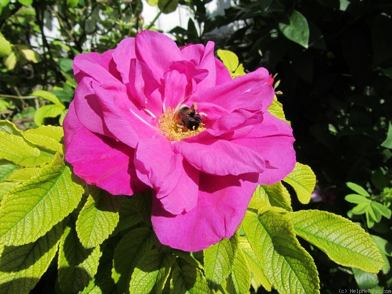 'Moje Hammarberg' rose photo