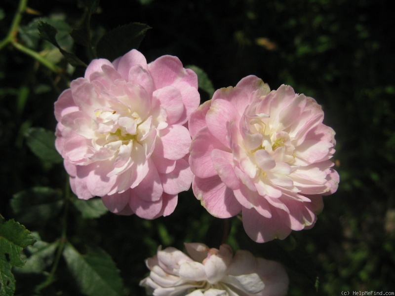 'Hera's Song' rose photo