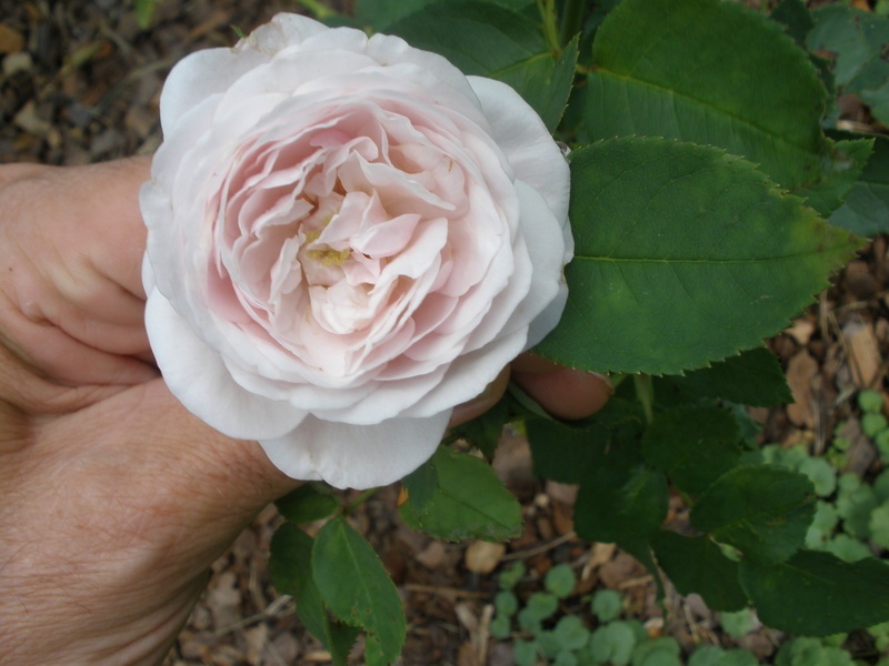'Mademoiselle Blanche Lafitte (Bourbon, Pradel, 1851)' rose photo