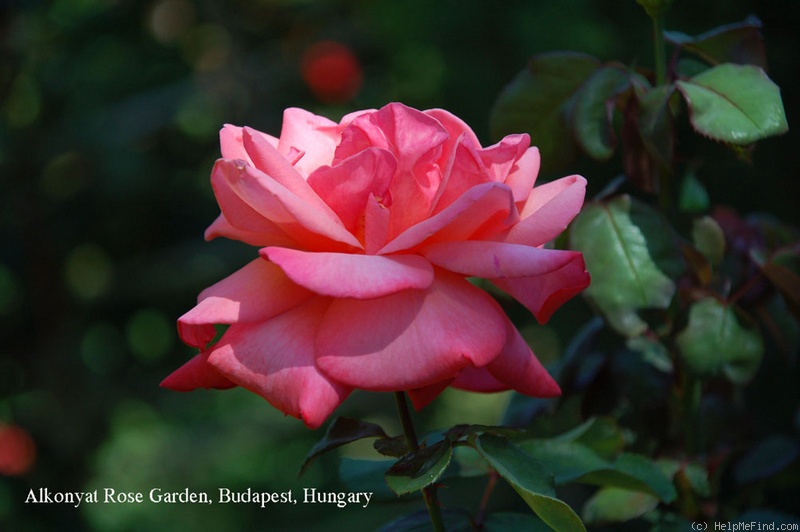 'Romantica' rose photo