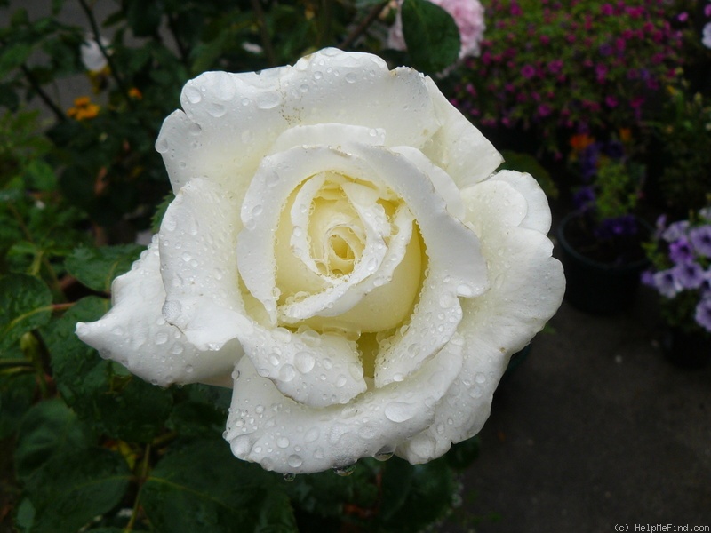 'Memoire ™ (hybrid tea, Kordes 1992)' rose photo