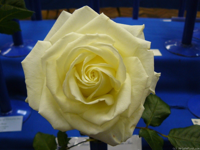 'Tineke' rose photo