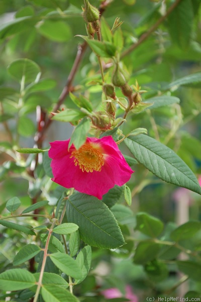 'R. macrophylla' rose photo