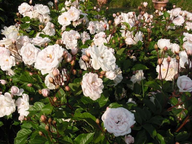 'Marie Pavié' rose, click to enlarge 'Marie Pavié' rose photo