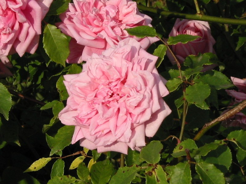 'Paul Nabonnand' rose photo