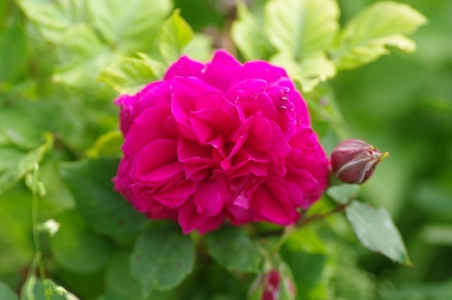 'Queen of Bedders' rose photo