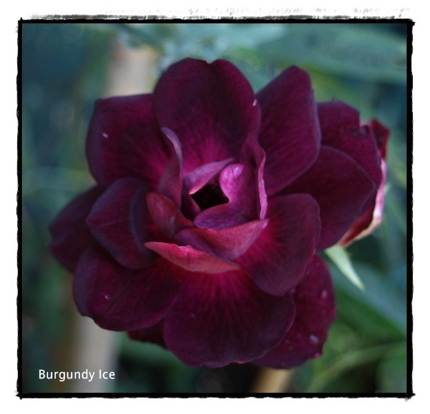 'Burgundy Ice' rose photo