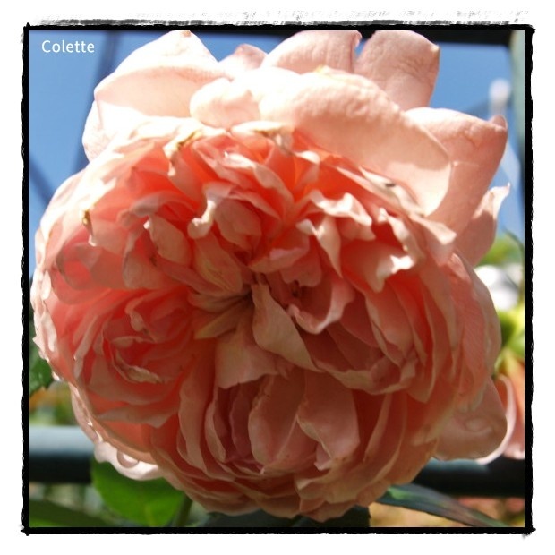 'Colette (climber, Meilland 1994)' rose photo