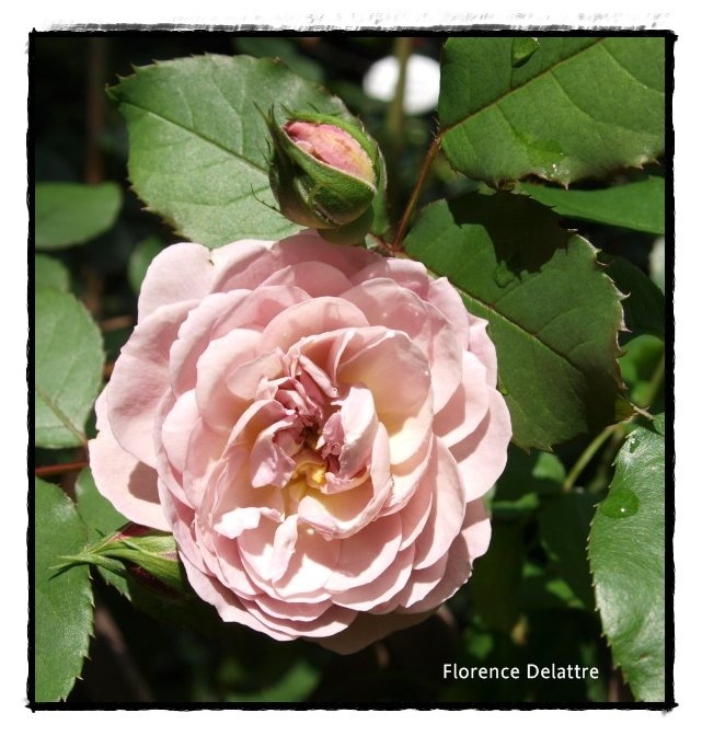 'Florence Delattre ®' rose photo