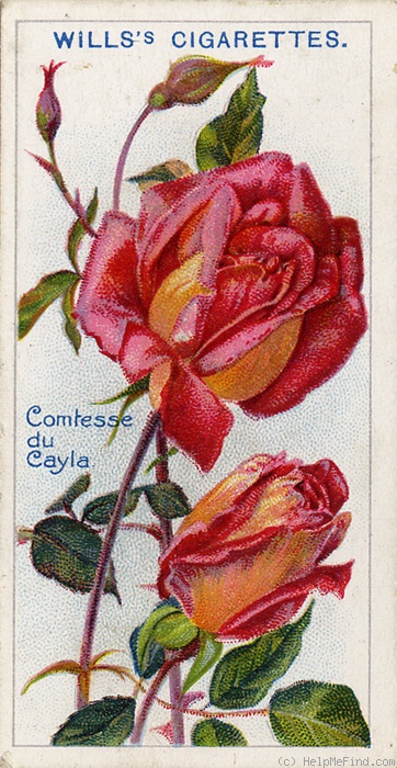 'Comtesse du Cayla' rose photo