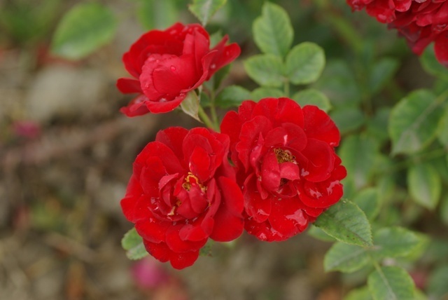 'Zwergkönig 78 ™' rose photo