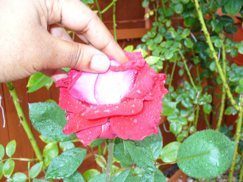 'Lovers Lane ™' rose photo