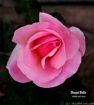 'Chapel Bells' rose photo
