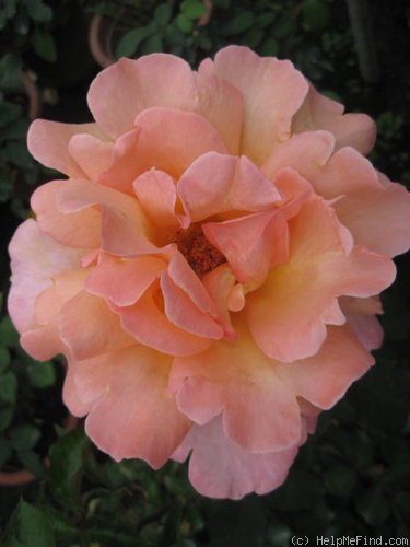 'Kanon' rose photo
