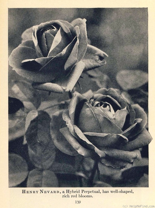 'Henry Nevard (Hybrid Perpetual, Cant, 1924)' rose photo