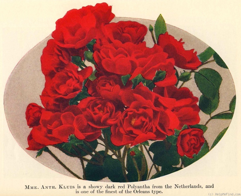 'Madame Anthony Kluis' rose photo