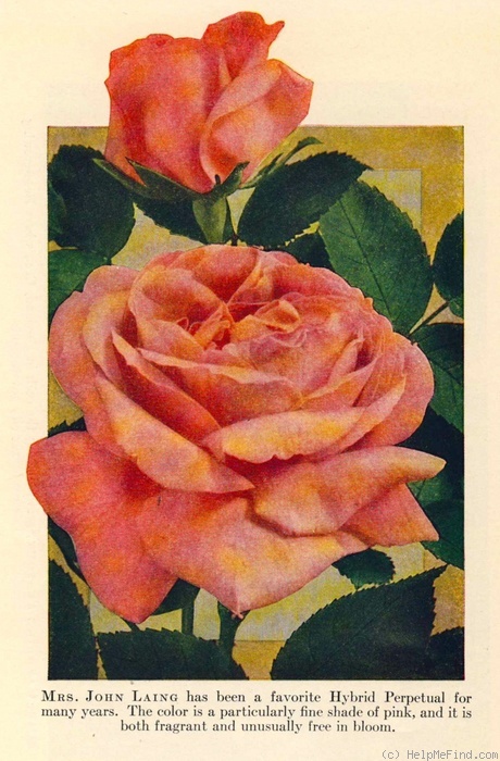 'Mrs. John Laing (Hybrid Perpetual, Bennett, 1885)' rose photo