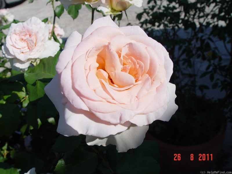 'Johann Strauss ®' rose photo