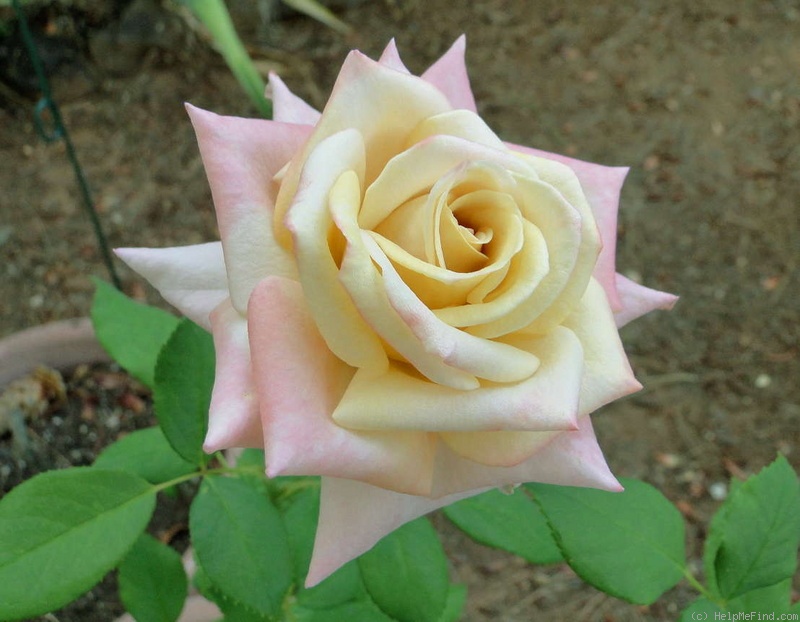 'Crème Caramel (hybrid tea, Fryer 2008)' rose photo