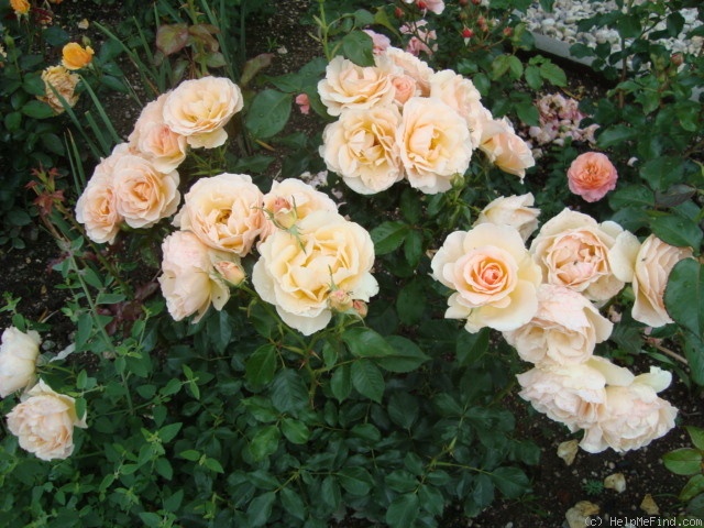 'Susan Daniel' rose photo