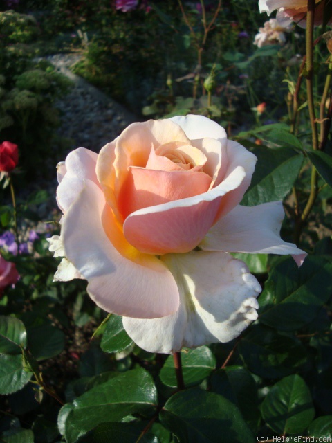 'Sue Hipkin' rose photo