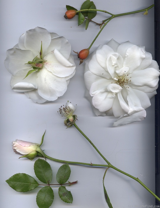 'Iceberg (floribunda, Kordes 1958)' rose photo