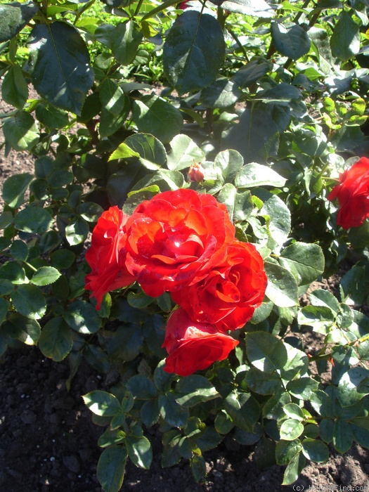 'Tojo ®' rose photo