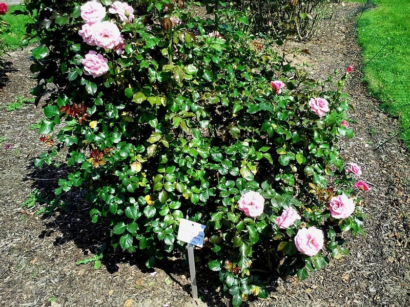 'Dornröschenschloss Sababurg' rose photo
