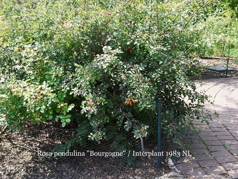 'Bourgogne ® (shrub, Interplant, 1983)' rose photo