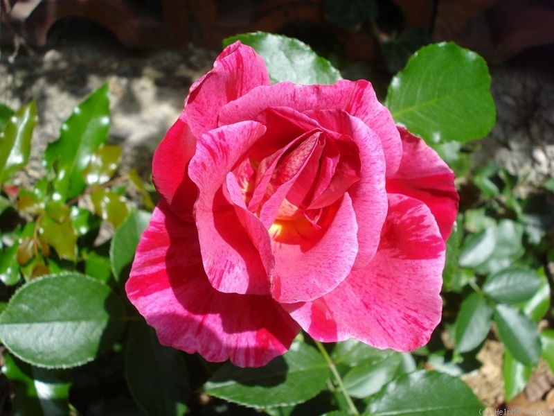 'Henri Matisse ®' rose photo