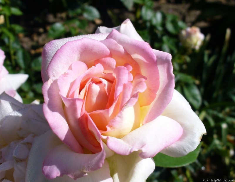 'Peace (hybrid tea, Meilland 1935)' rose photo