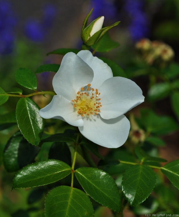 'Escimo ® (shrub, Kordes 1991/2006)' rose photo
