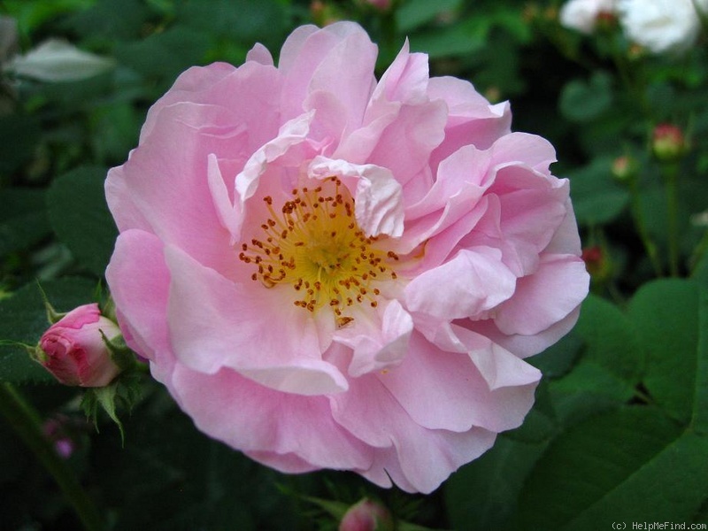 'Celsiana' rose photo