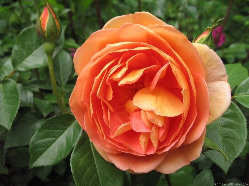 'Pat Austin ™' rose photo